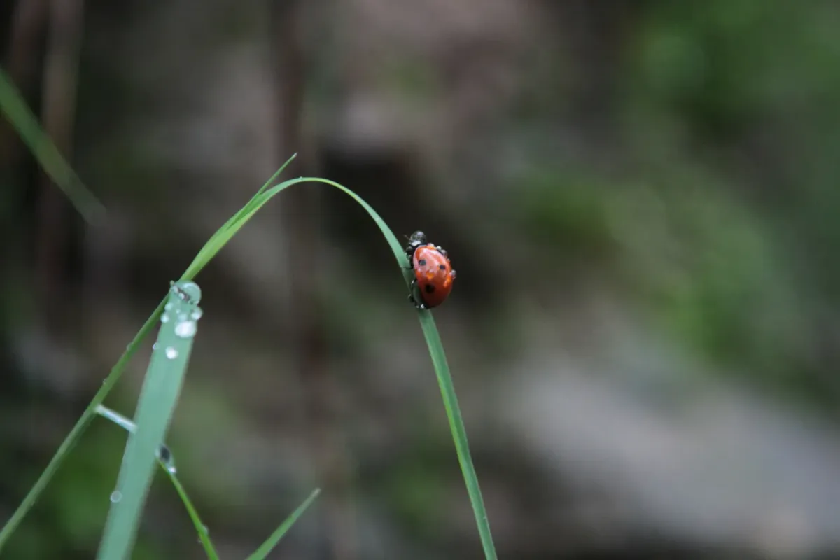 Software Bugs - Some History